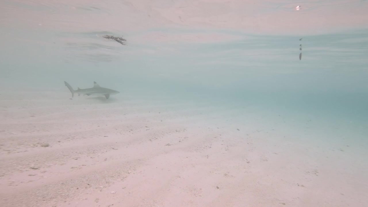 A solitary blacktip reef shark glides through shallow tropical water above a pale sandy seabed in the Maldives, captured in a wide underwater tracking shot.