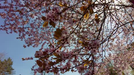 blooming tree with pink flowers on a spring sunny day, in the background park and blue sky