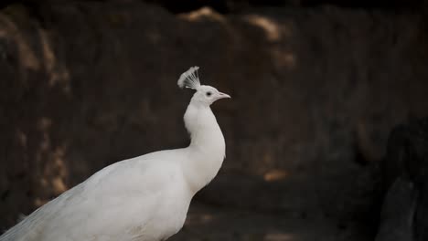 close up of rare white peacock in the wilderness