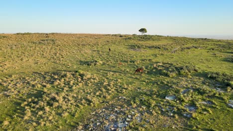 potro y caballos pastando en el campo en un día claro, carro aéreo en
