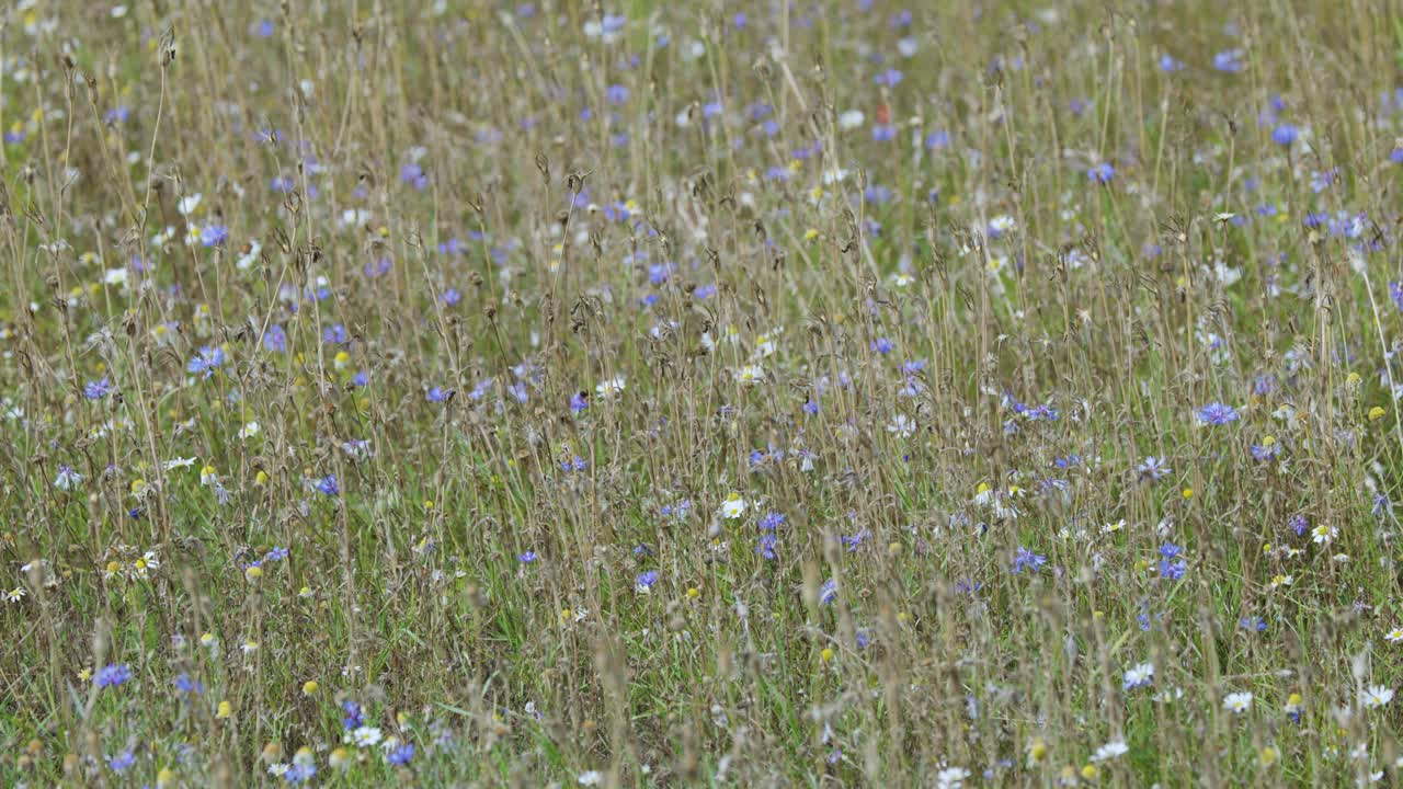 Bees fly among lush wildflowers and grasses in a sunlit, vibrant spring meadow landscape