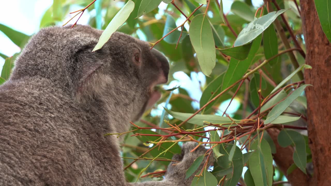 fotografía de cerca de un koala activo en busca de alimento, phascolarctos cinereus, masticando y festejando las hojas de eucalipto