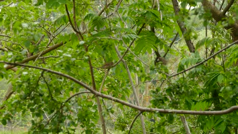 video of two birds flying and playing