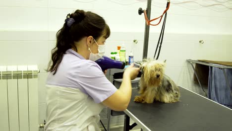 dog in pet grooming salon