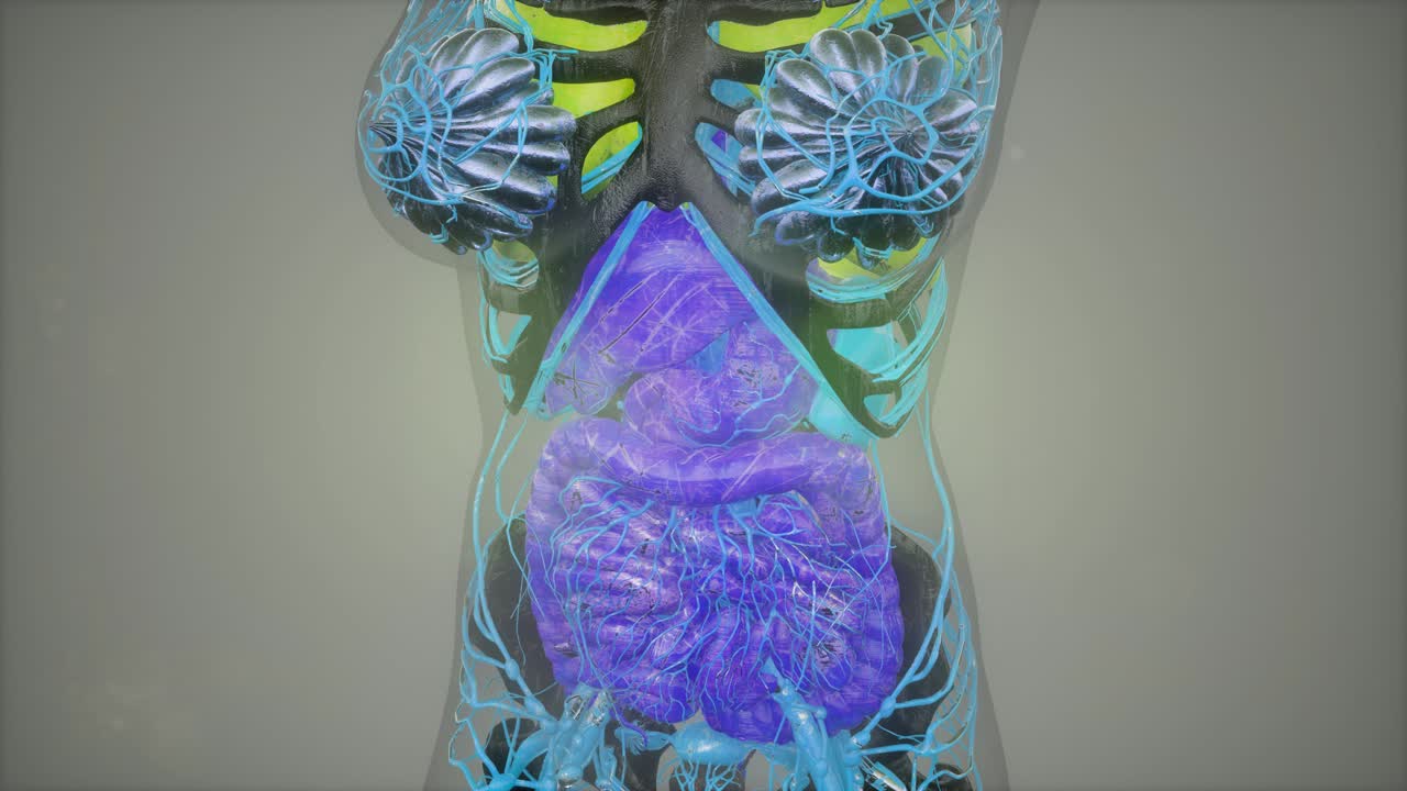 human anatomy illustration with all organs