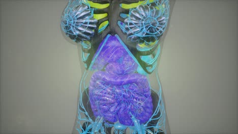 ilustración de anatomía humana con todos los órganos