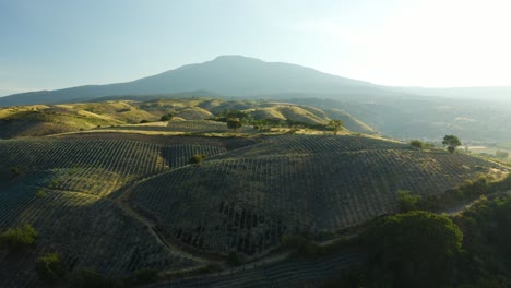 incredible aerial perspective above agave fields