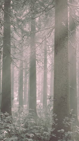 misty forest: a serene and enchanting atmosphere