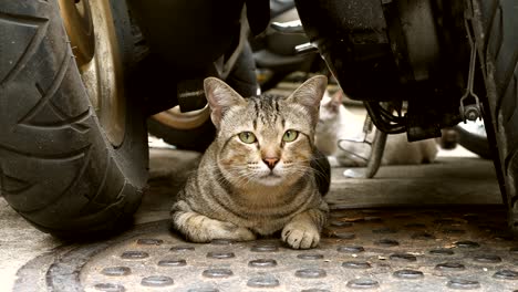 close up stripes cat on ground