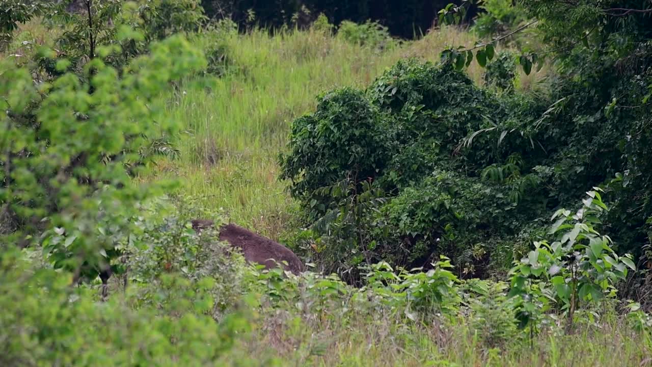 Gli elefanti asiatici sono specie in via di estinzione e vivono anche in Thailandia
