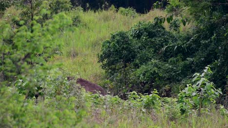 Los-Elefantes-Asiáticos-Son-Especies-En-Peligro-De-Extinción-Y-También-Son-Residentes-De-Tailandia