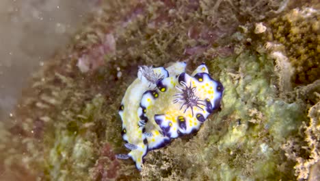 Ein-Paar-Meeresschnecken,-Die-Kaiserliche-Nacktschnecke