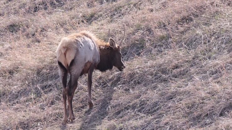 Alce irsuto retroilluminato con corna uniche che mangia erba su un fianco di collina secco