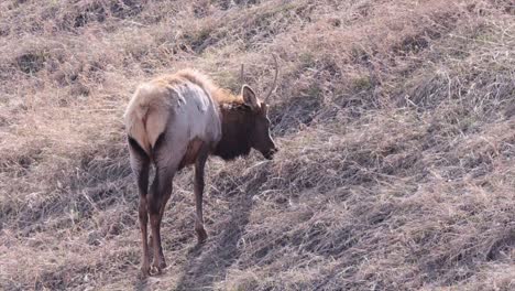 Backlit-shaggy-Elk-with-unique-antlers-eats-grass-on-dry-hillside