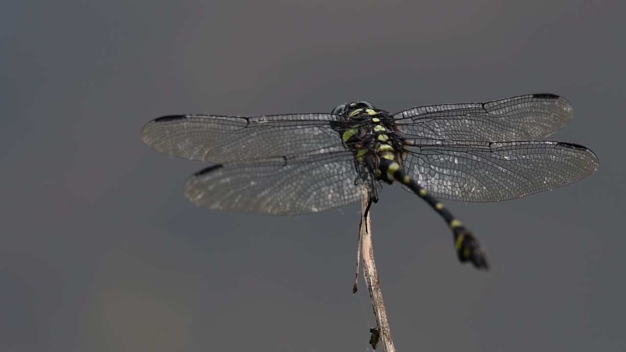 일반적인 flangetail 잠자리는 태국과 아시아에서 흔히 볼 수 있습니다.