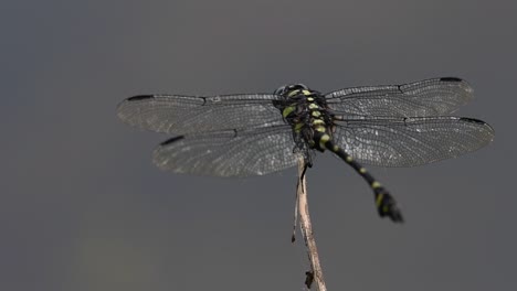 the common flangetail dragonfly is commonly seen in thailand and asia