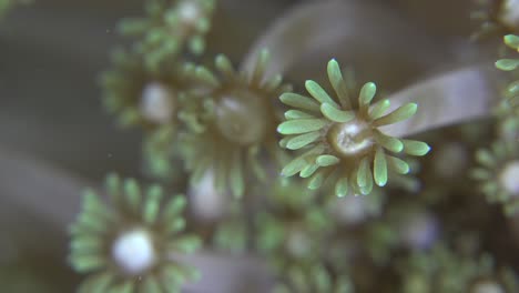 Flor-De-Coral-Súper-De-Cerca