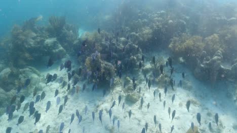 over 100 tropical fish, blue tang, hunt the shallows of a reef in the british virgin islands