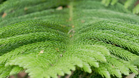 A-branch-of-the-famous-Columnar-Pines-endemic-to-New-Caledonia-which-grow-on-the-Isle-of-Pines---close-up-isolated