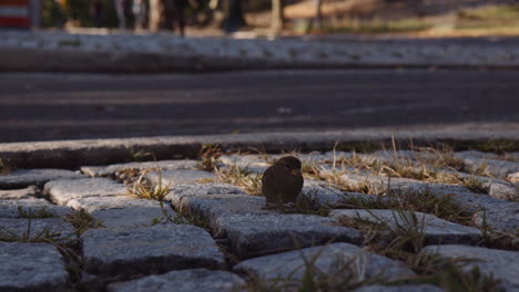 close up shot of house sparrow urban bird feeding moving on paved sidewalk in central park, manhattan new york city, defocused blurred background