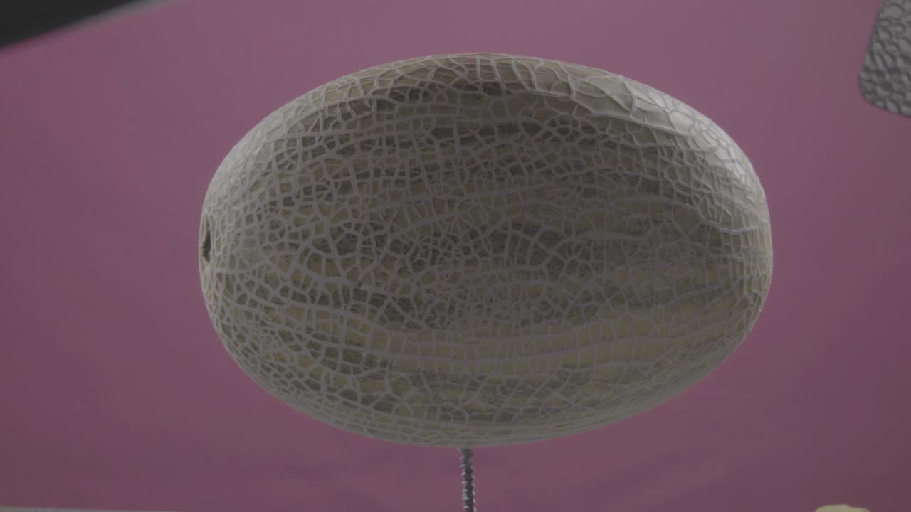 크로마 키를 위한 푸키아 스크린에 루프와 함께 회전하는 멜론