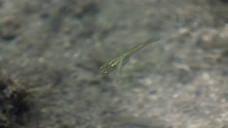 Fish-tiny-swimming-and-chasing-in-shallow-swamp-water