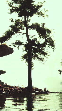 a lone tree stands on a small island in a lake, with the water reflecting the sky