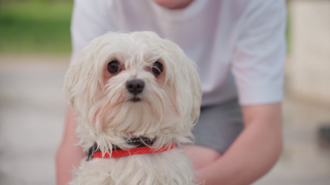 owner lifting cute small puppy from wet pavement, holding under chest with gentle grip, park background with barefoot child, playful pet care moment showing trust and affection outdoors