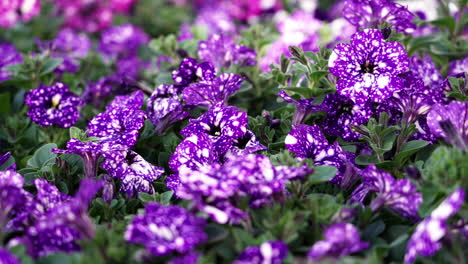 Purple-speckled-petunias-in-a-flowerbed---isolated-sliding-view