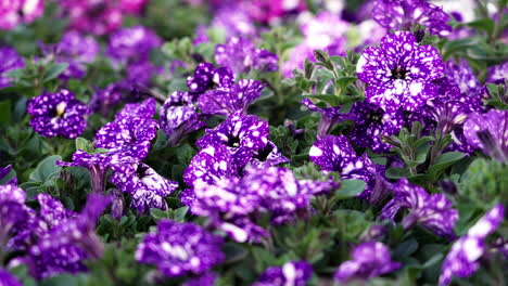 petunias moteadas de color púrpura en un lecho de flores - vista deslizante aislada