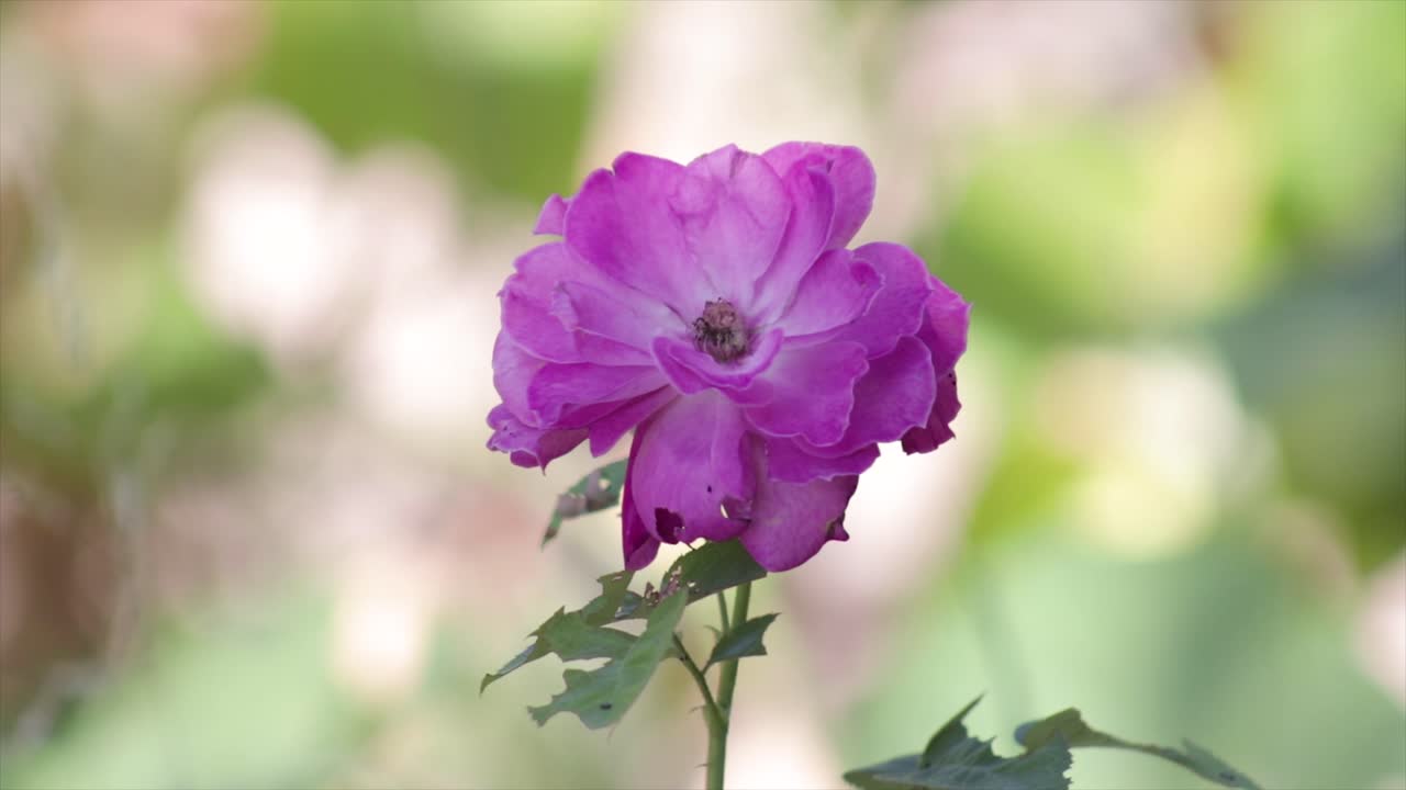 Fiore in un giardino