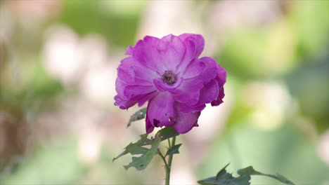 flower in a garden