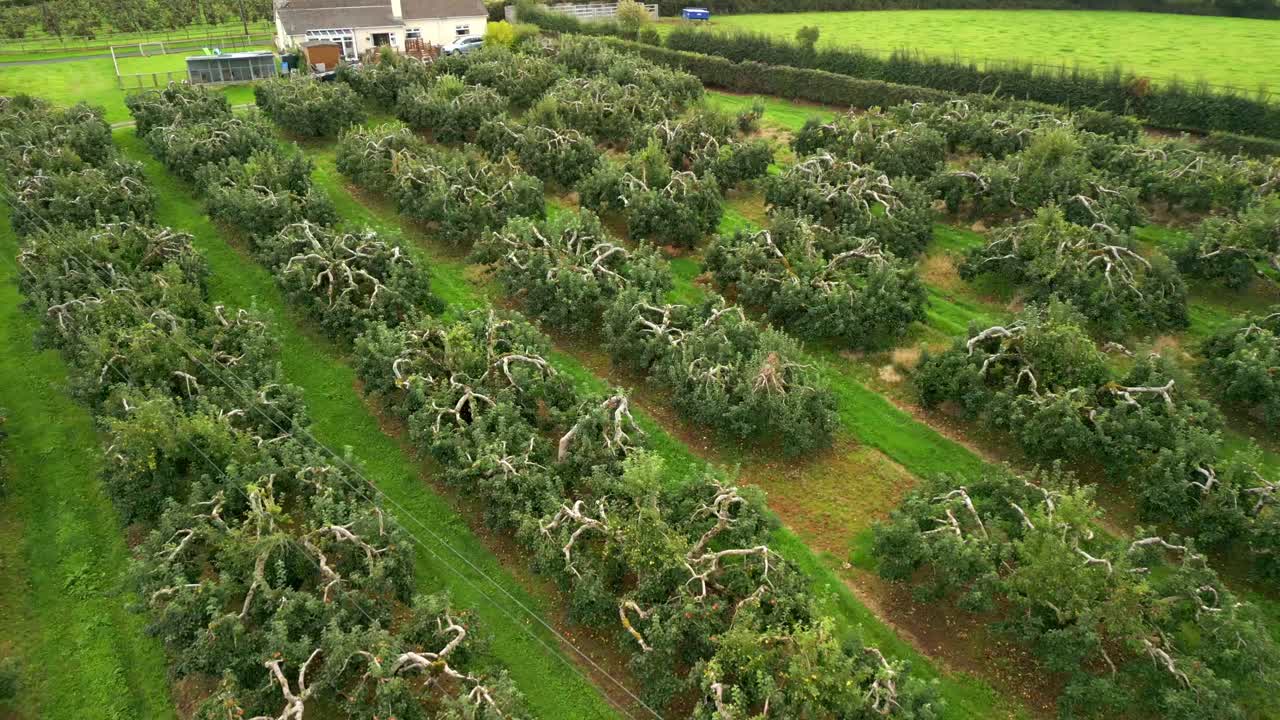 Side-on reversing 4K 60FPS aerial of a cider field on a bright day. Filmed with Rec708 color