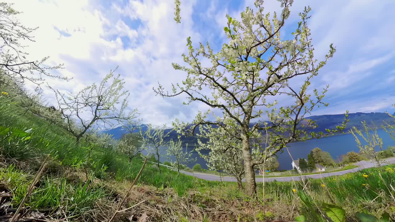 Static timelapse of blooming fruit trees with road, fjord, and shifting sky in spring Ullensvang farm