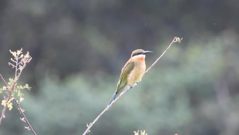 bee-eater in pond -wind -relaxing