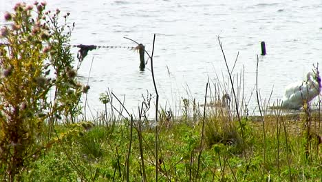 Ein-Schwan-Und-Ein-Cygnet-Schwimmen-Von-Links-Nach-Rechts-Im-Stausee-Eyebrook-In-England,-Großbritannien