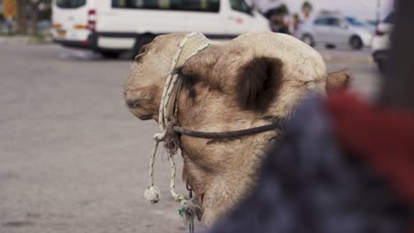 slow motion close up shot of a camel from behind full hd