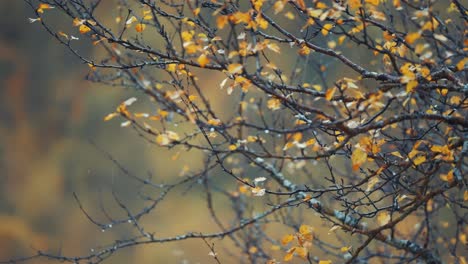 Raindrops-cling-to-yellow-leaves-and-bark-thin-branches-of-the-birch-tree-in-the-autumn-forest