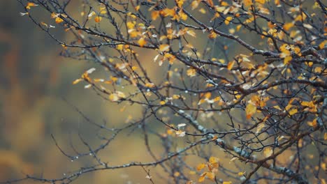 raindrops cling to yellow leaves and bark thin branches of the birch tree in the autumn forest