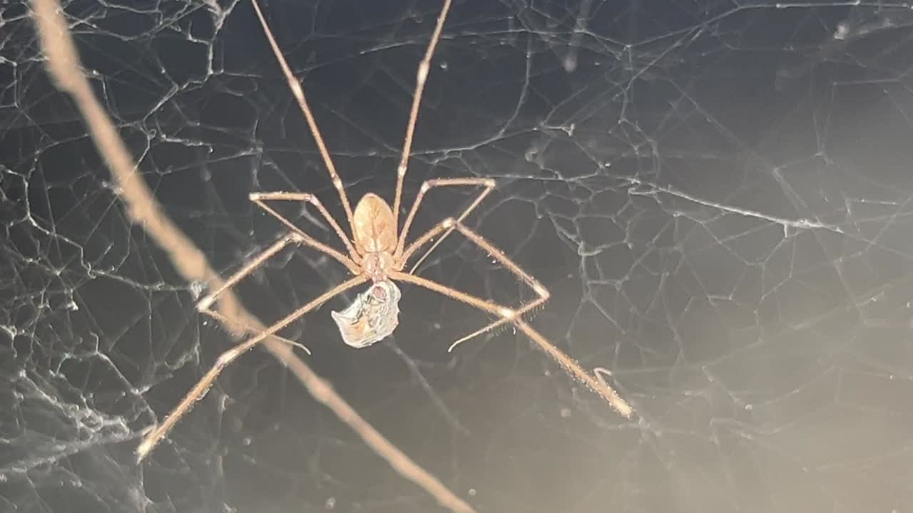 Spiderweb With A Large Spider Moving Its Legs At Night In Pakistan. Close Up Shot.