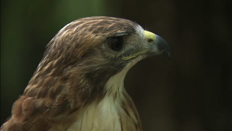 Enger-Schuss-Von-Rotschwanzbussard