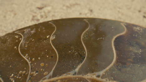 Epic-macro-slide-across-the-polished-fossil-of-an-ancient-sea-creature-called-an-ammonite-which-existed-during-the-Devonian-Era