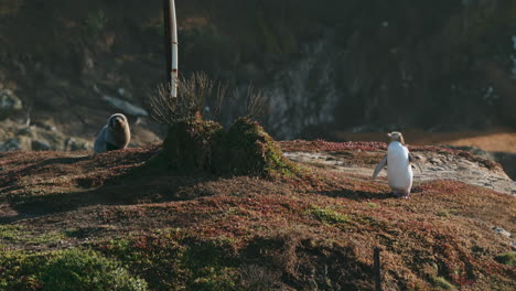 Escena-De-Vida-Silvestre-De-Pingüinos-De-Ojos-Amarillos-Y-Lobos-Marinos-En-La-Costa-Del-Faro-De-Katiki-Point-En-Moeraki,-Nueva-Zelanda