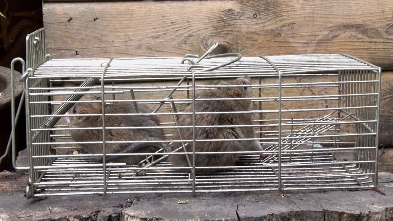 Two adult Brown Rats, Rattus norvegicus, caught in a live trap. UK