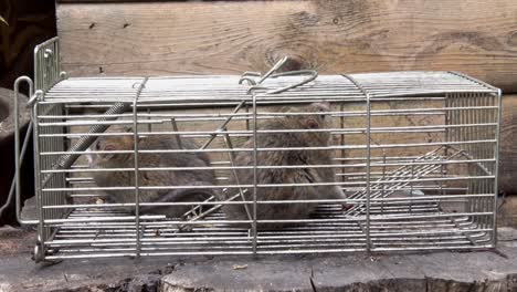 two adult brown rats, rattus norvegicus, caught in a live trap. uk