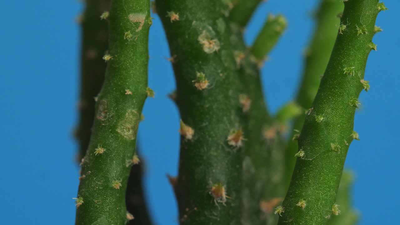 오시아 살미아나 식물이 파란 스크린 배경에서 자신을 중심으로 회전하는 클로즈업