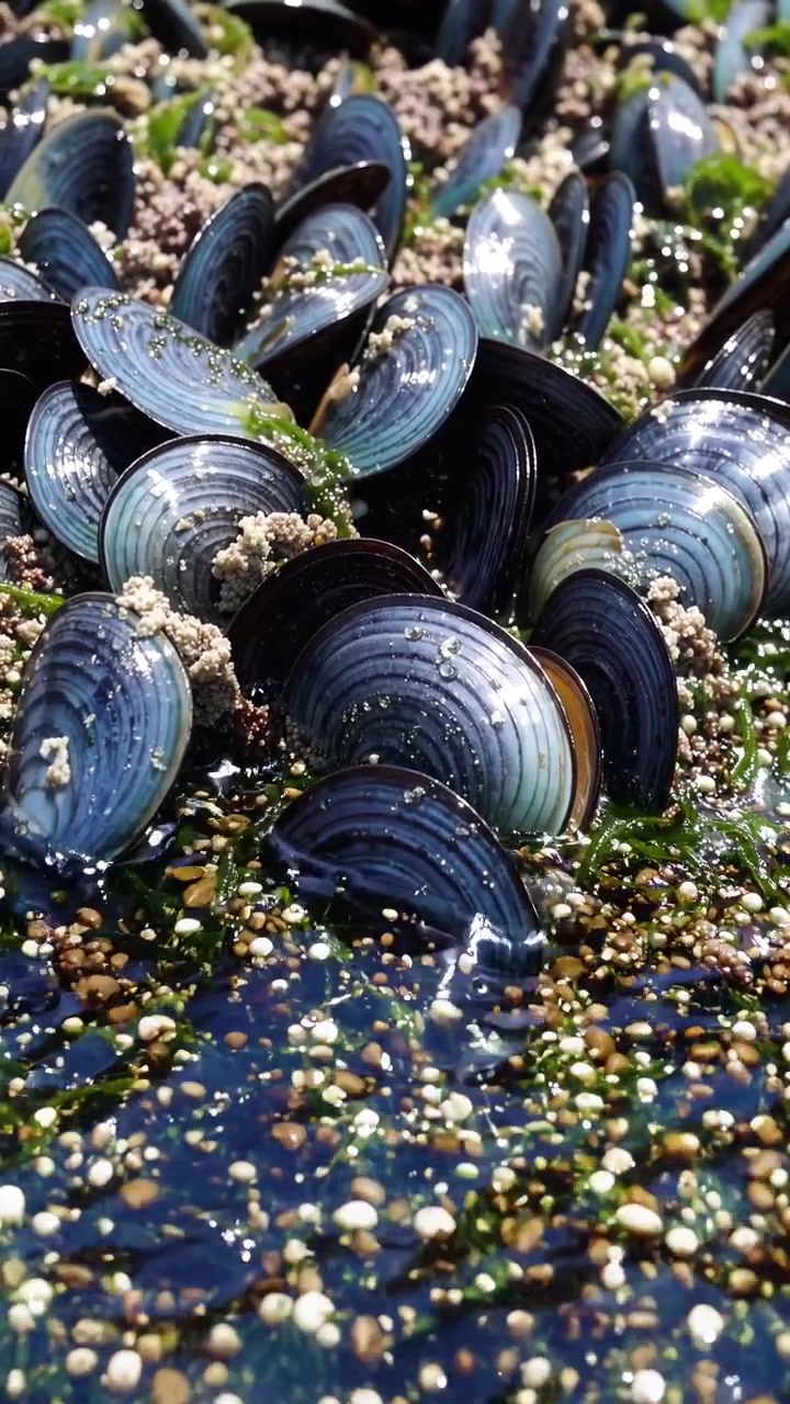 Blue Mussels Clinging to Rocky Shoreline with Incoming Tide