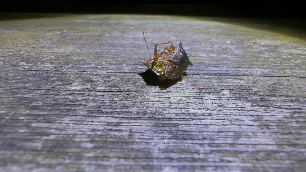 숲 정벌레 (pentatoma rufipes) 의 짓기: 밤에 오래된 튼튼한 나무 테이블에서 재미있는 행동.