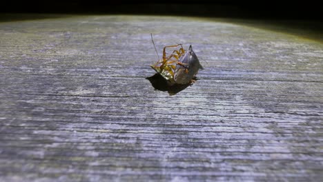 apareamiento de insectos del bosque (pentatoma rufipes) acción divertida en una vieja mesa de madera robusta por la noche. estonia.