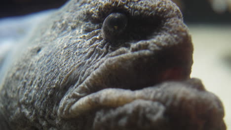 close macro view of a seawolf, woof or anarhichas lupus with extensive teeth